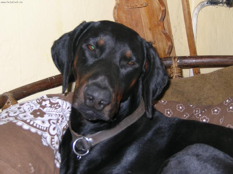 Foto: fox�k-dobrman