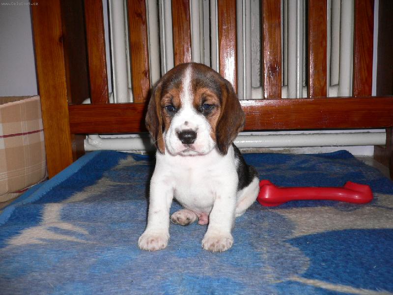 Foto: Malinkej Ted�sek