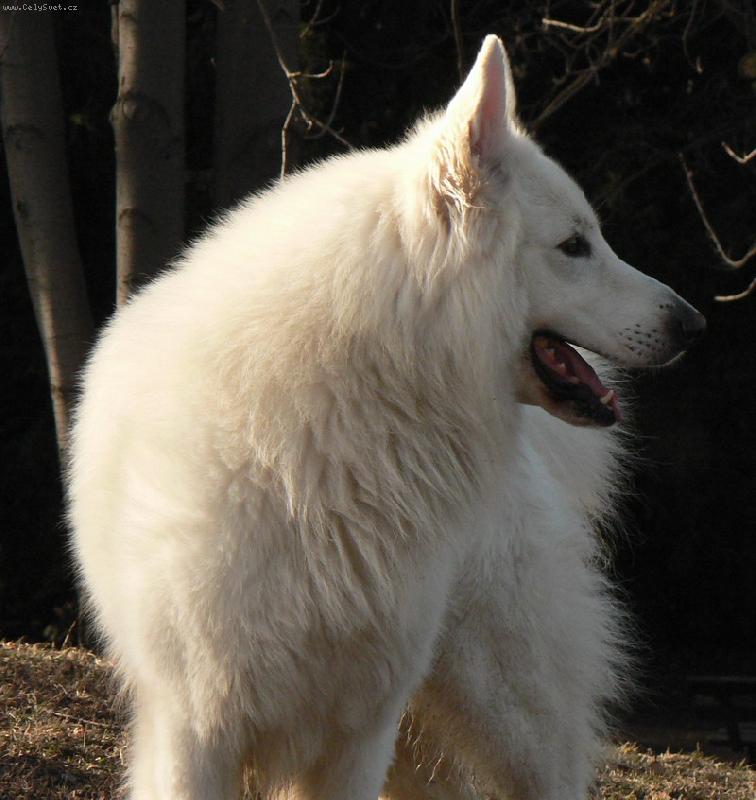 Foto: Chad Elbigi-N� krasavec