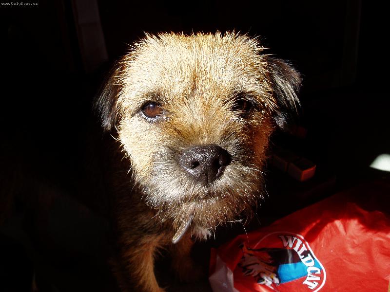 Foto: Tigger-Border terrier