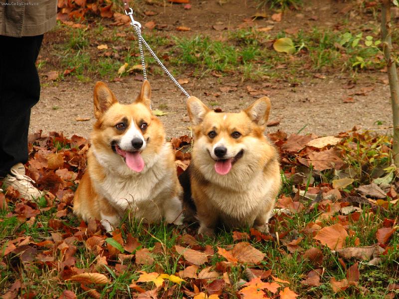 Foto: na�e li�ky