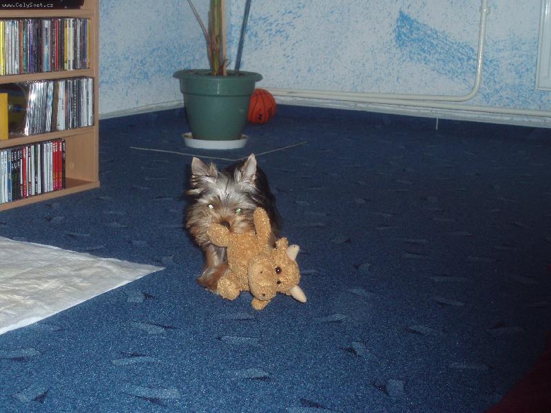 Foto: Coco + dr��ek