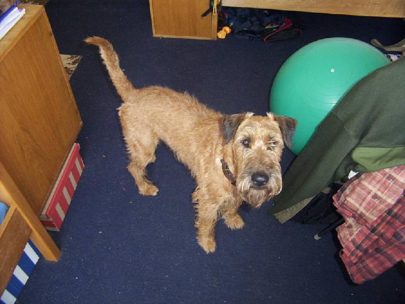 Foto: Cedrik z Kav��ho hn�zda