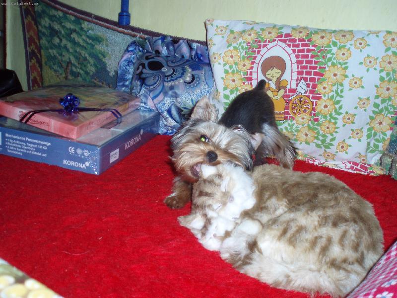 Foto: Coco a �i��