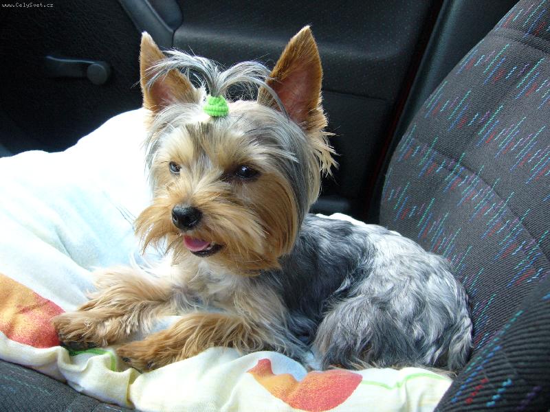 Foto: MIA z D���na