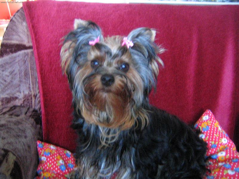 Foto: na�e zlat��ko