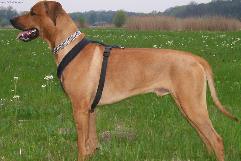 Foto: Rhod�zsk� ridgeback-Nick