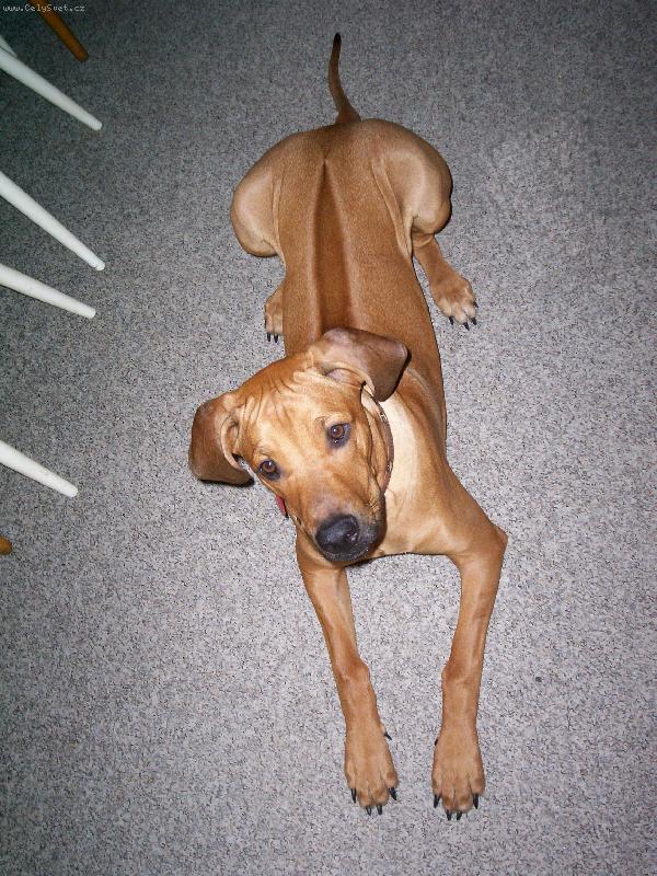 Foto: Rhod�zsk� ridgeback-Nick