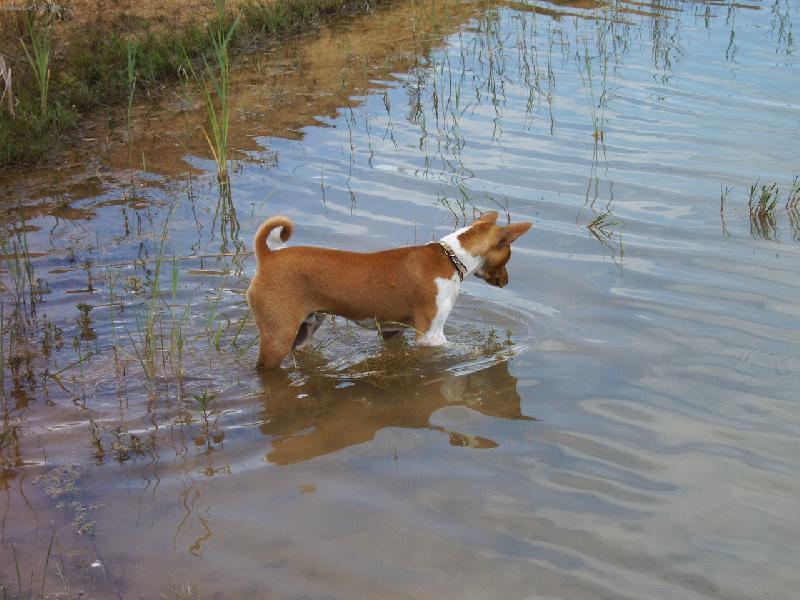 Foto: lovec vodomerek-Basenji ve vode jen vzacne