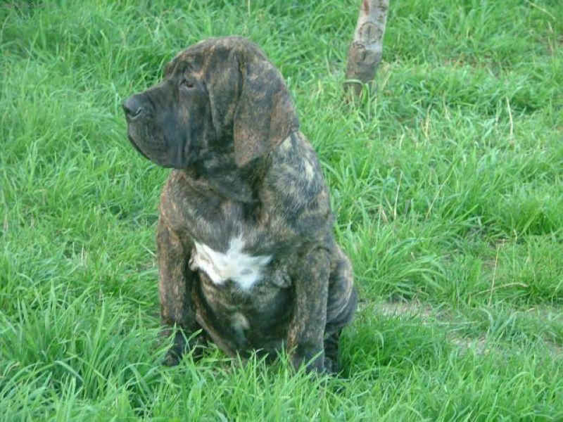 Foto: Bandit-5 mesicu stary pejsek