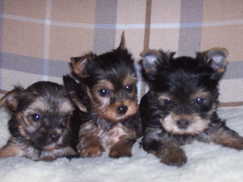 Foto: vesel� parti�ka