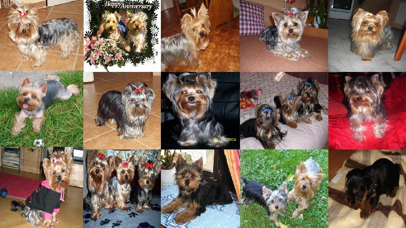 Foto: v�ichni jore�ci pohromad� juu :)