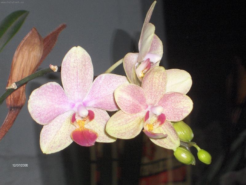 Foto: Phalaenopsis