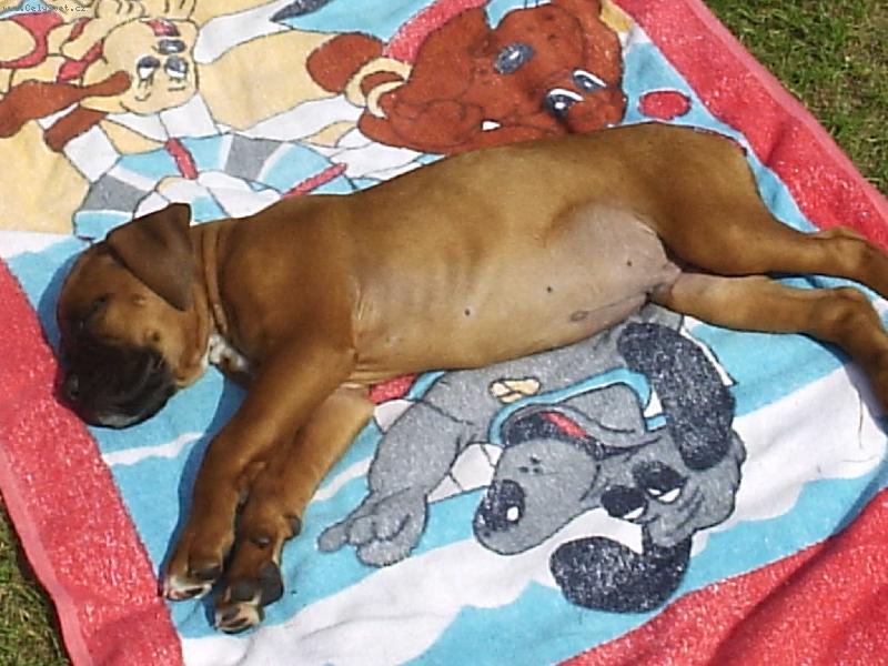 Foto: B�rt�k...-Opalova�ka.. :)