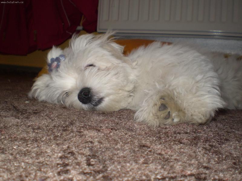 Foto: Spinkaj�c� Mont�k