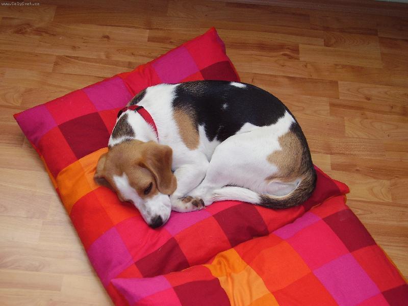 Foto: En-En�a spink�