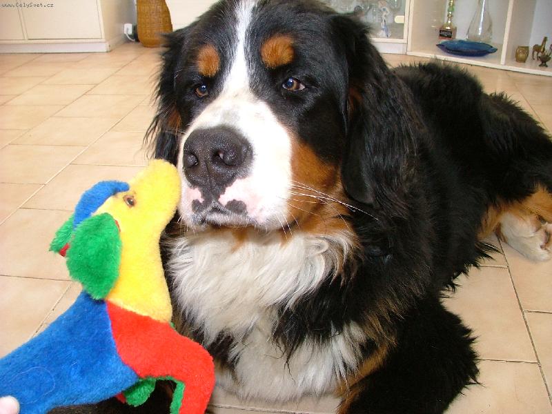 Foto: Amigo-Bernsk� sala�nick� pes