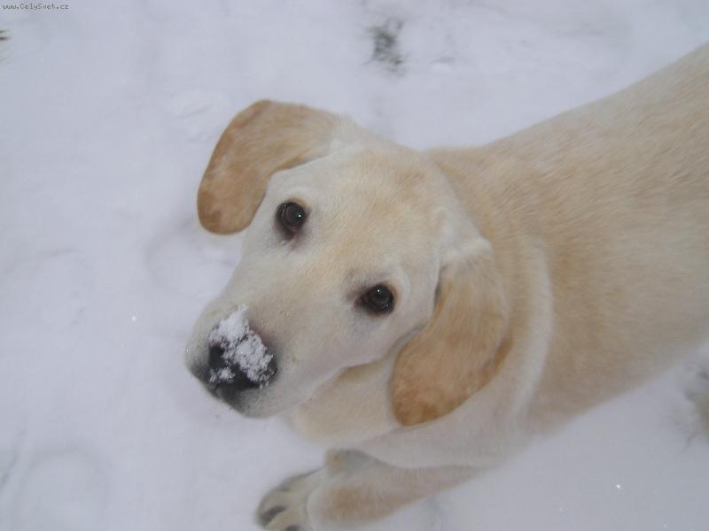 Foto: Damij�n a prvn� sn�h