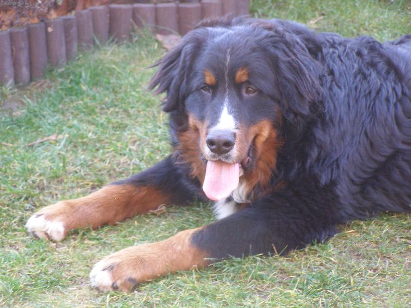 Foto: Achil z Opatovick�ch luk