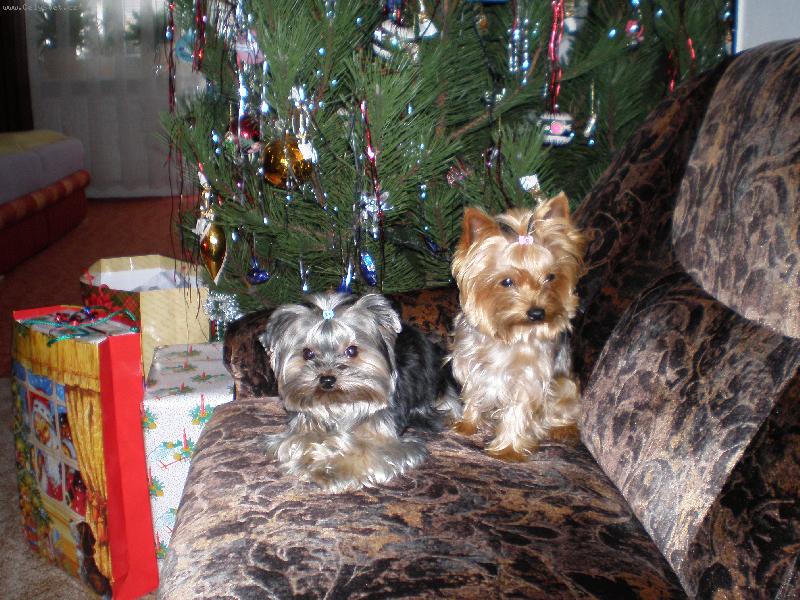 Foto: Samanta a Baru�ka-V�noce