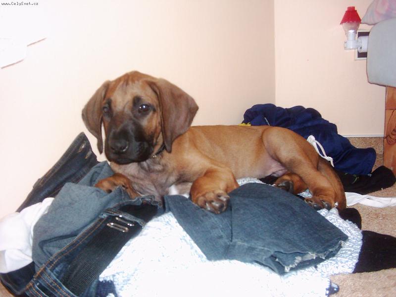 Foto: Barnie miminko