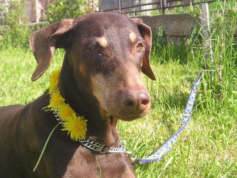 Foto: Baru�ka par�dnice