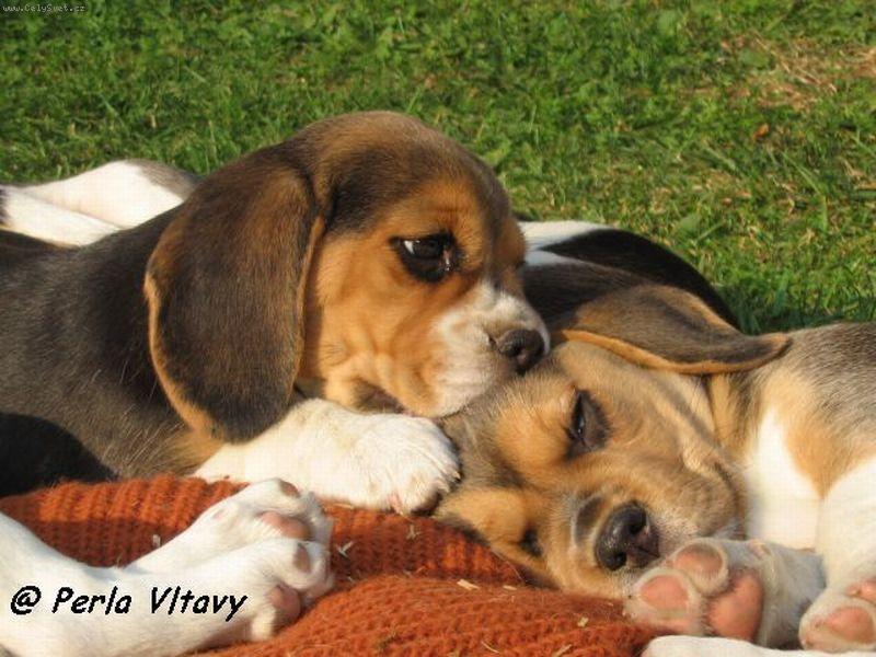 Foto: Sp�nek s br�kou