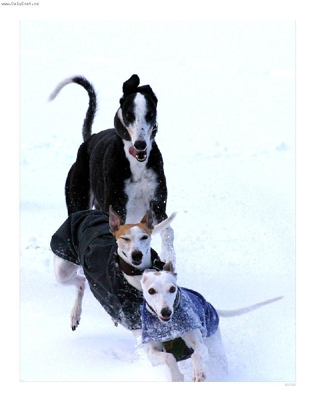 Foto: Zimn� dov�d�n�