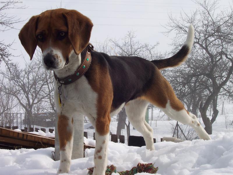 Foto: Korina-�o �um�?