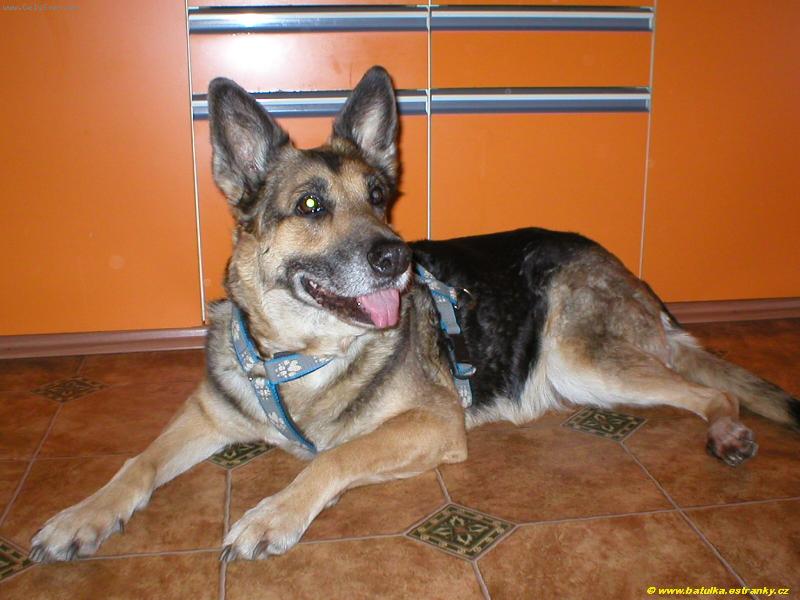 Foto: Britu�ka 12 let a 4 m�s�ce :-)