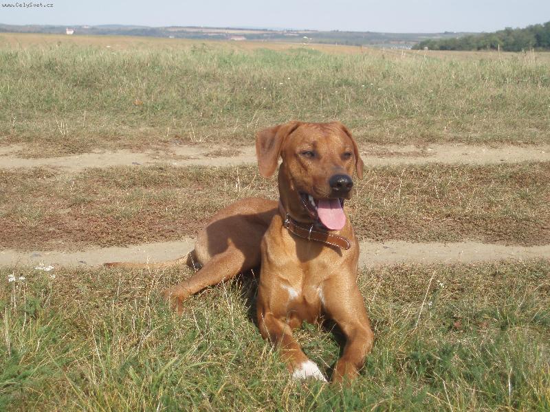 Foto: Rhodersk� ridheback