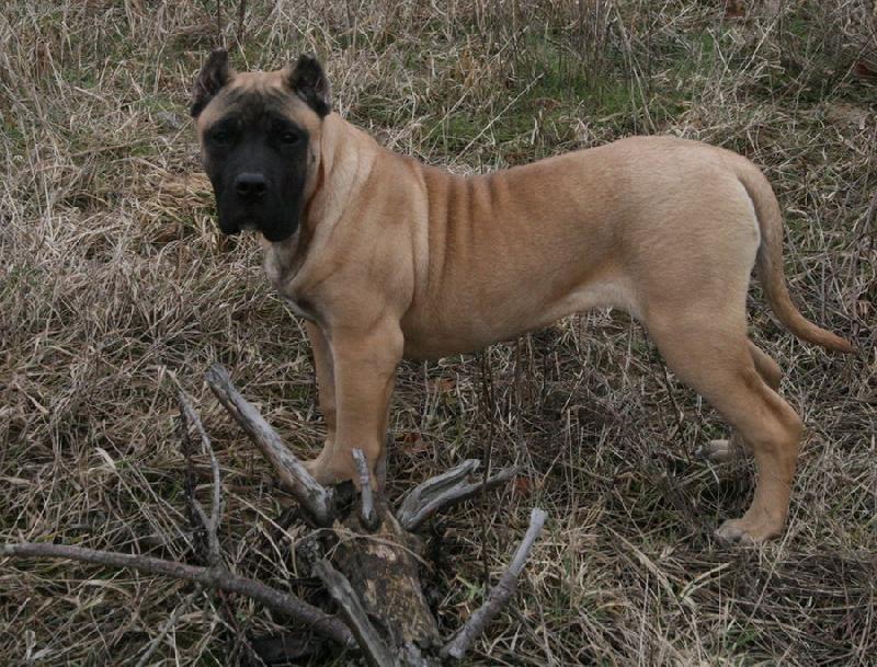 Foto: GUAPPA Guanchos