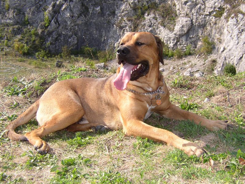 Foto: Tosa Inu Barney Abides