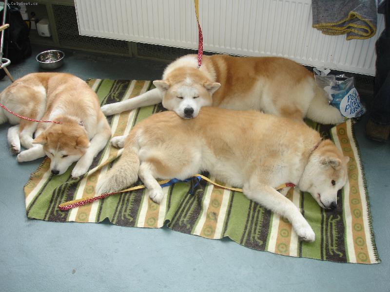 Foto: �nava po v�stav�