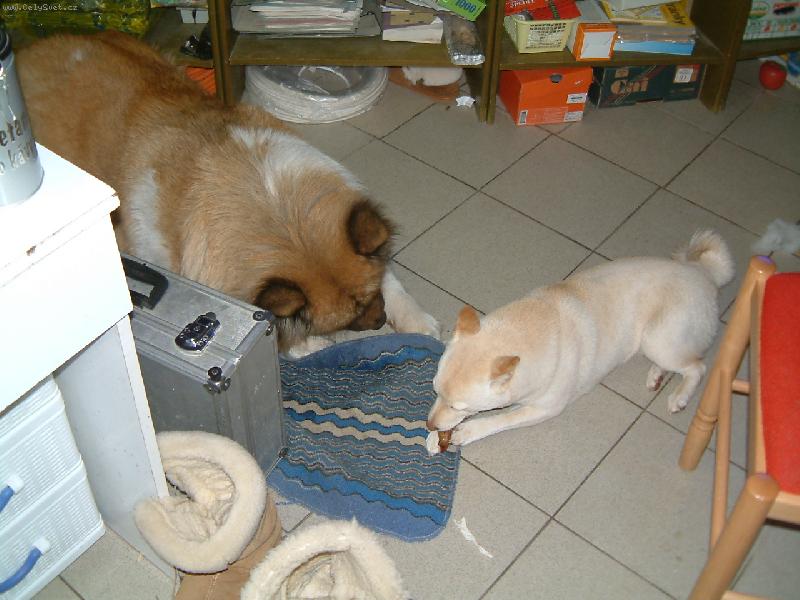 Foto: Shiba sn�d� s Akitou
