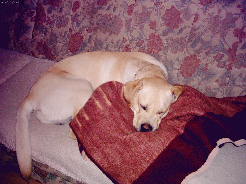 Foto: Bad��ek-m� sladk� span�