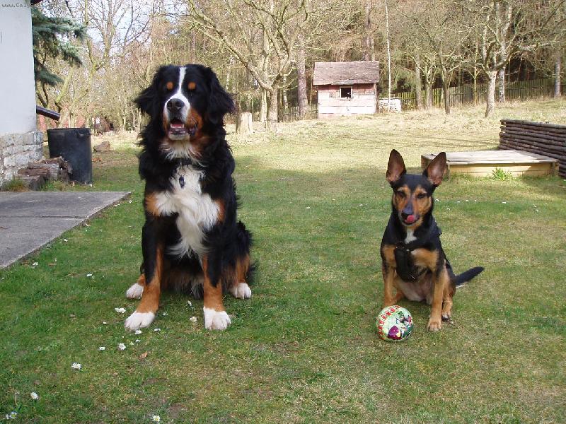 Foto: Amadeus a Sindy-nerozlu�n� dvojka