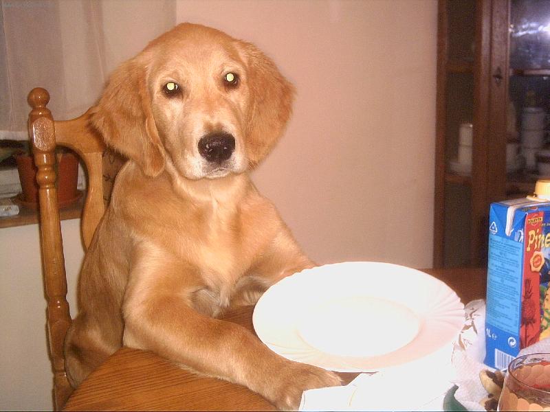 Foto: bady-po vanocni veceri