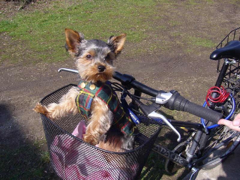 Foto: hur��� jedu na v�let.