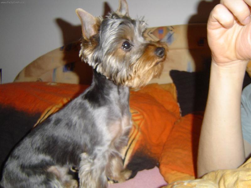 Foto: Dast�k-Slu�� mi to,�e?