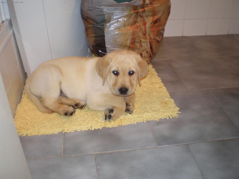 Foto: Labrador Lucky-Odpo�inek