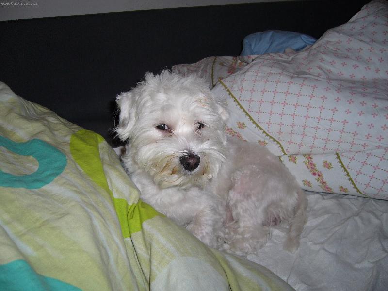 Foto: bady-v postely