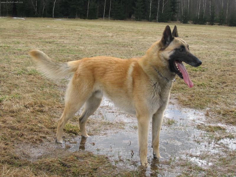 Foto: Aran-P�za na louce