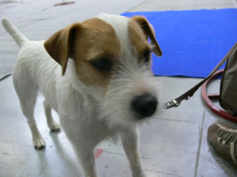 Foto: parson-v�stava ps� 2007 v praze