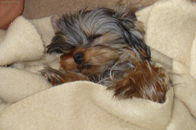 Foto: Spink���meee , neru�iit!! :o)-Daisynka