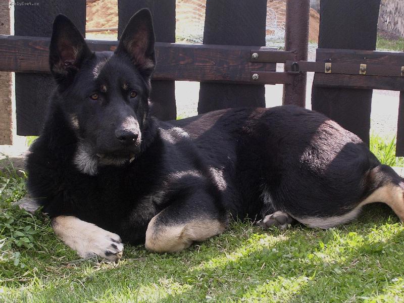 Foto: Merlin v jednom roce