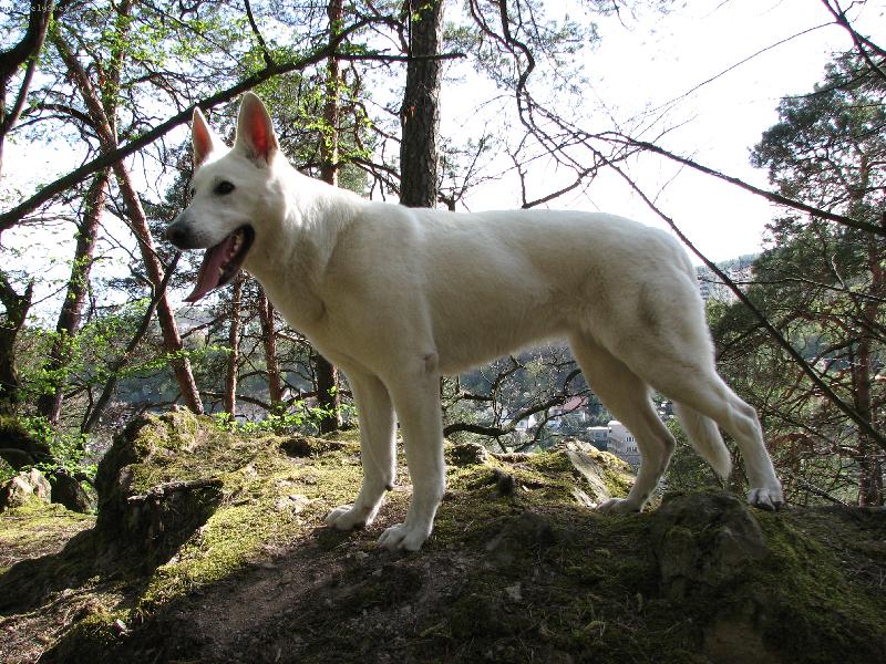 Foto: Arlin Belisima Cembra-Na v�let�