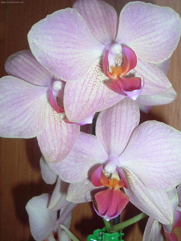 Foto: Orchidej