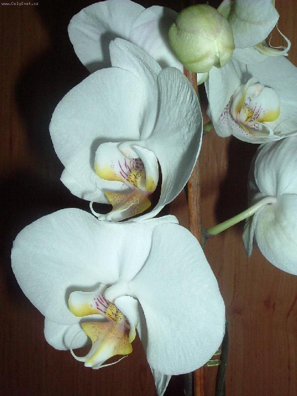 Foto: Orchidej