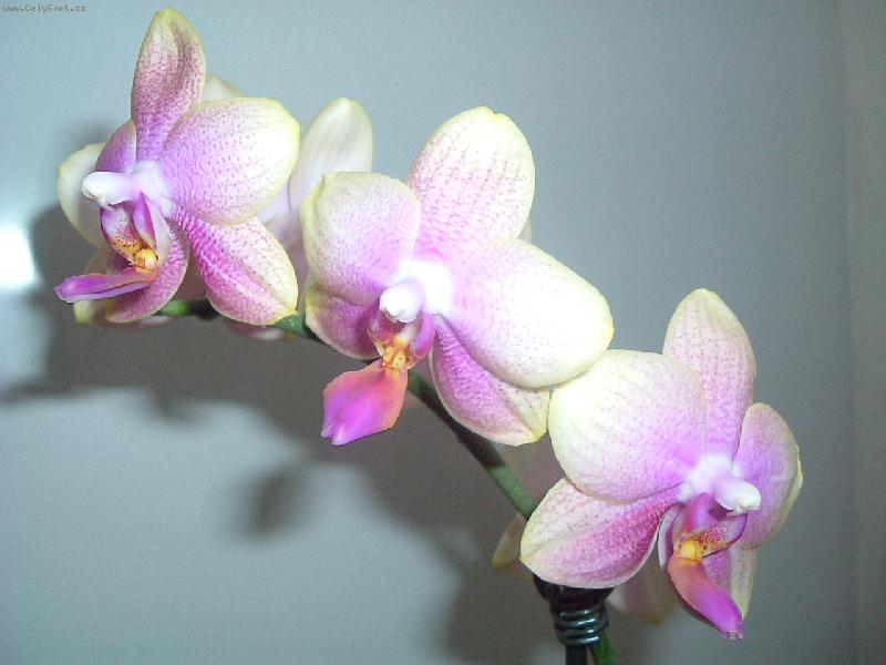 Foto: Orchidej